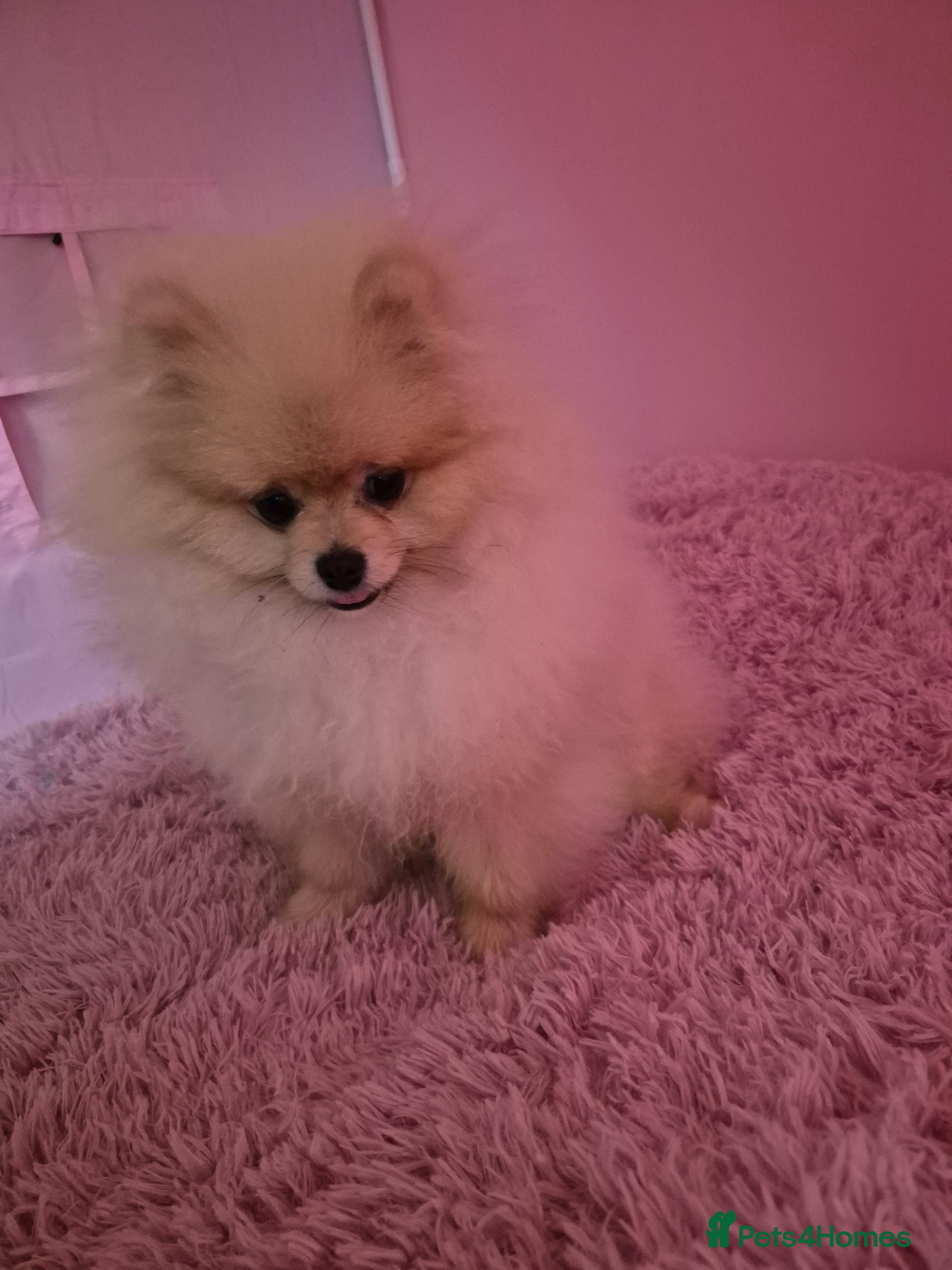 Pomeranian dogs 6 month old male pomeranian puppy in Surbiton - Advert 1