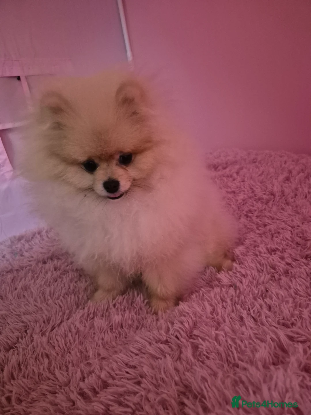 Pomeranian dogs for sale: 6 month old male pomeranian puppy - Advert 1