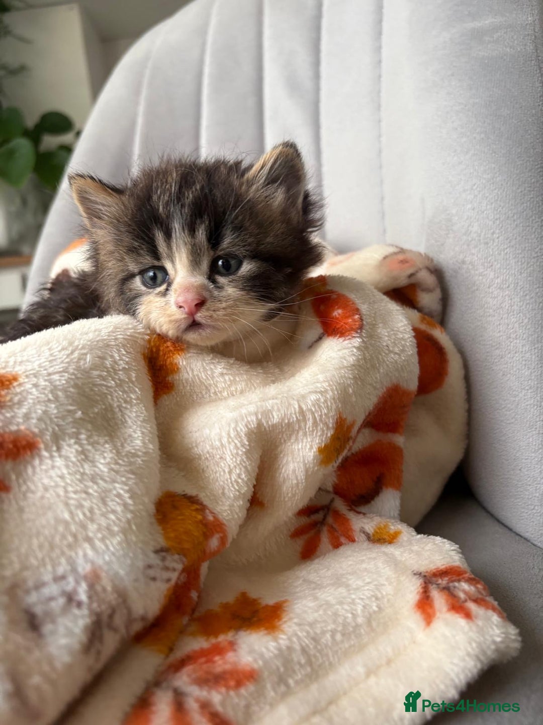 Mixed Breed cats for sale: 4 playful and funny kittens - Advert 6