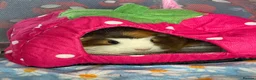 Guinea Pig rodents for sale: 3 bonded female guinea pigs - Advert 6
