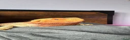 Mixed Breed reptiles for sale: Snake/dragon/frog - Advert 4