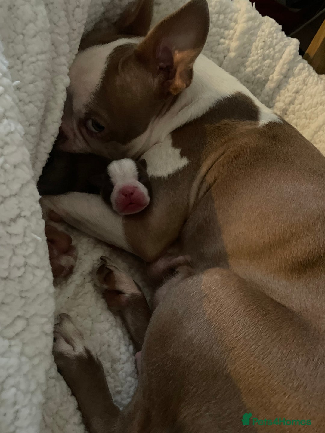 Boston Terrier dogs for sale: 1 brown boy Boston puppy available now  - Advert 2