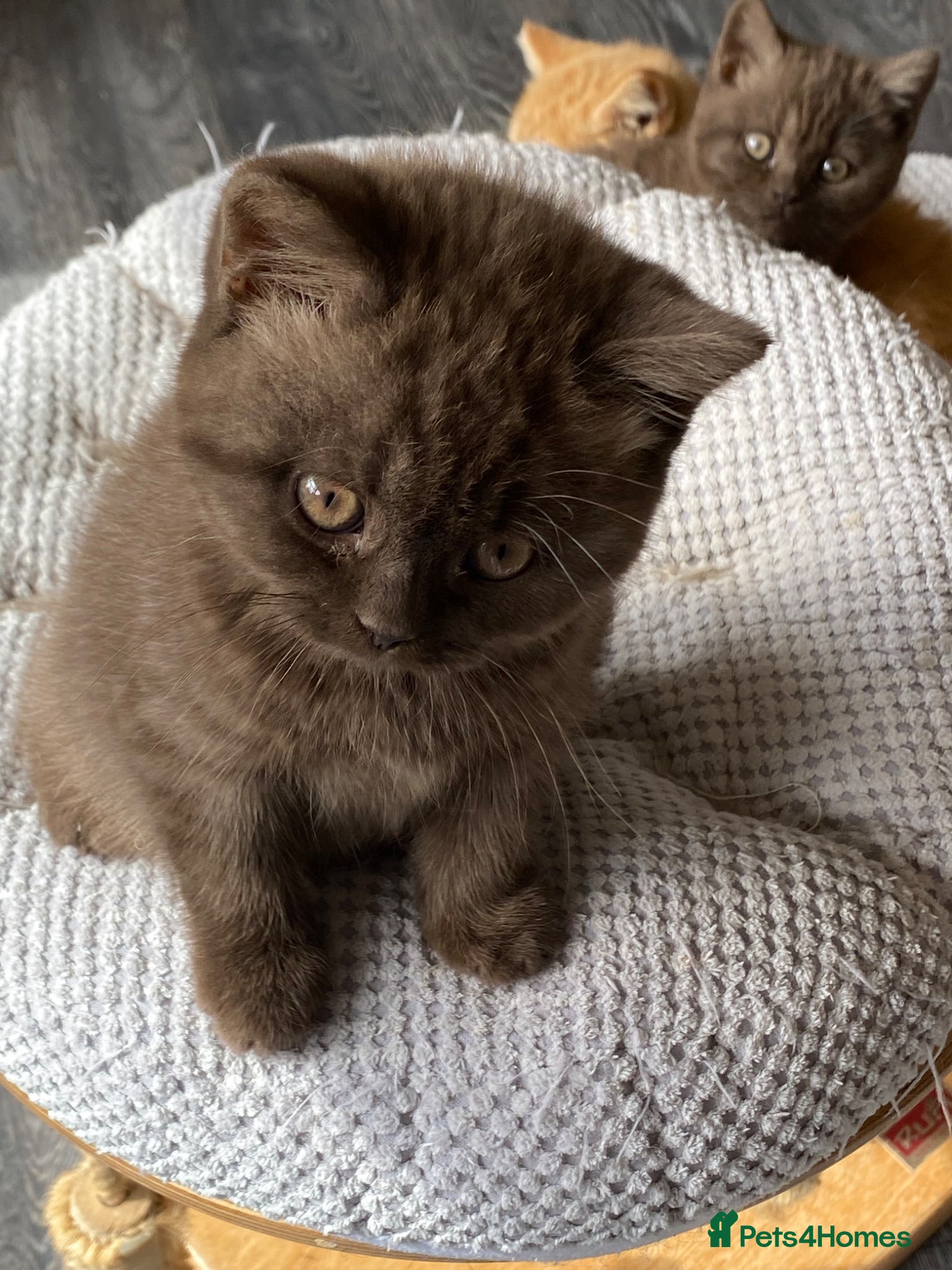 British Shorthair Kitten 1