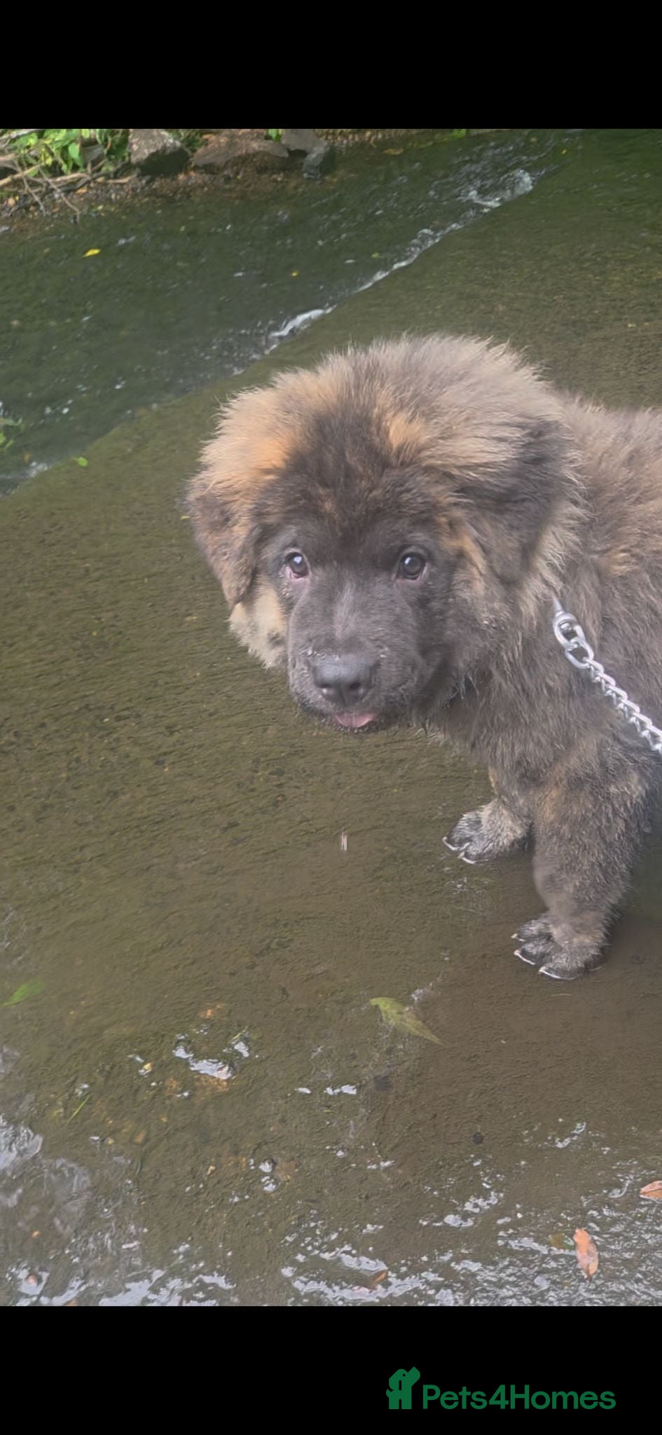 Mixed Breed dogs Chow cross puppies  - Advert 2