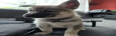 Mixed Breed 2