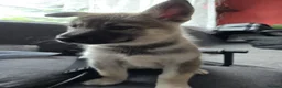 Mixed Breed dogs for sale: Puppies  - Advert 10