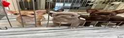 Chihuahua dogs for sale: PocketSized Sweethearts Adorable Chihuahua Puppies - Advert 2