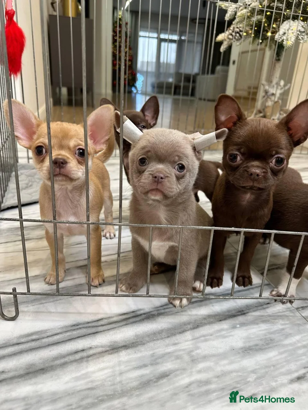 Chihuahua dogs for sale: PocketSized Sweethearts Adorable Chihuahua Puppies - Advert 2