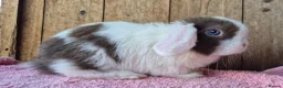 Mini Lop rabbits for sale: Mini lop baby rabbits ready now  - Advert 4