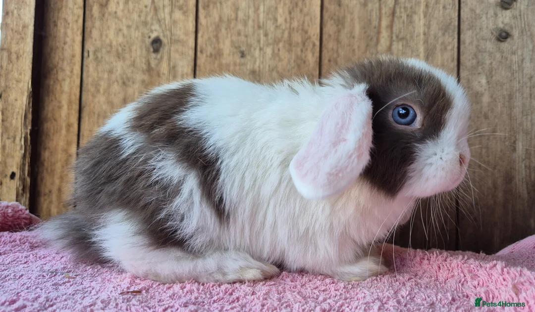 Mini Lop rabbits for sale: Mini lop baby rabbits ready now  - Advert 4