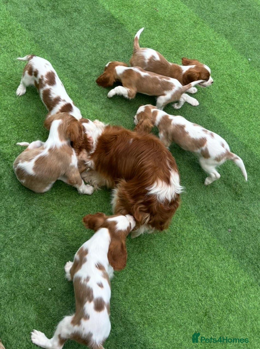 Cavalier King Charles Spaniel dogs for sale: King Charles Cavalier puppes - Advert 2