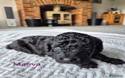 Cockapoo dogs for sale: Gorgeous F2b Cockapoos  - Image 18