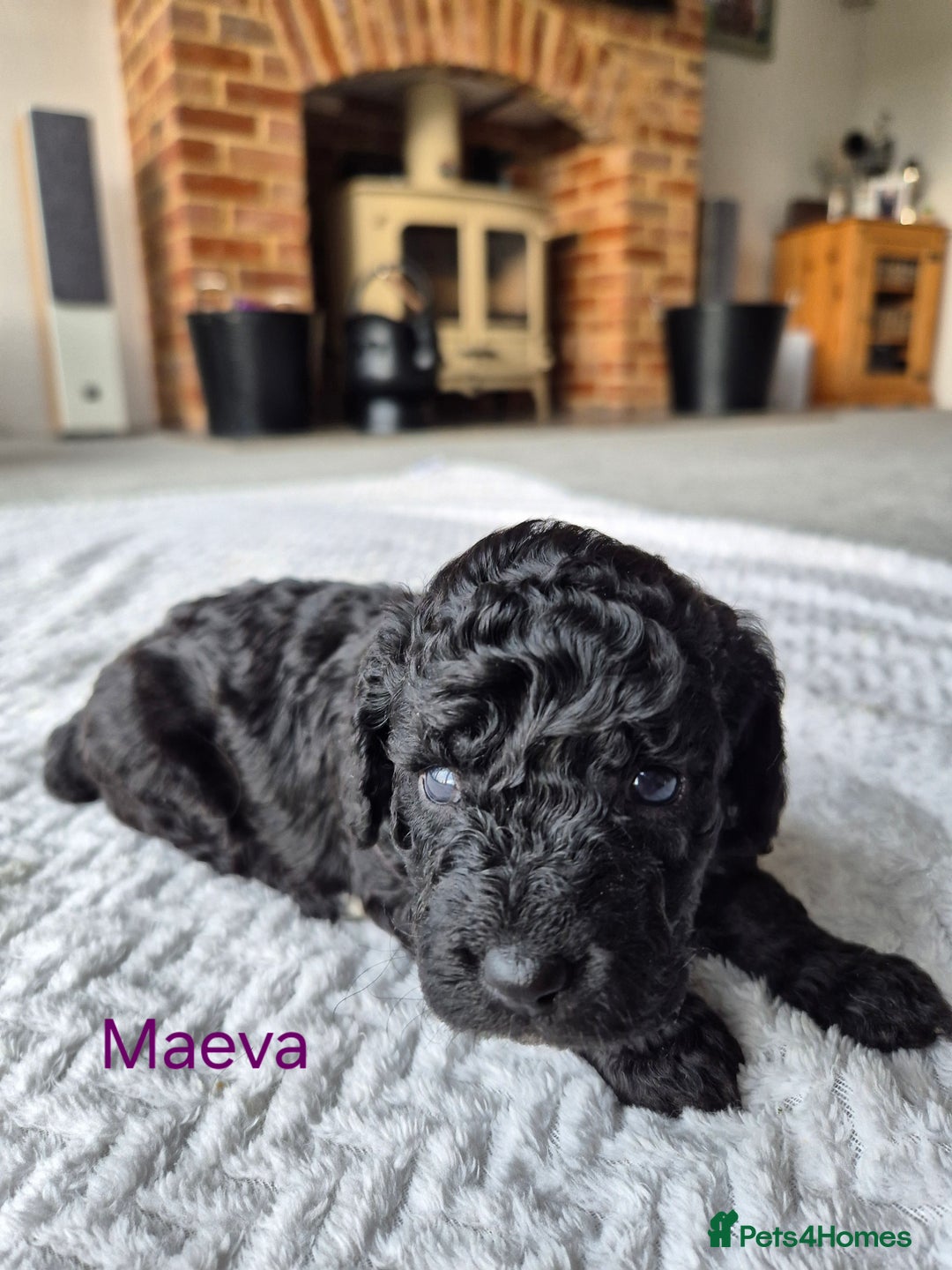 Cockapoo dogs for sale: Gorgeous F2b Cockapoos  - Image 18