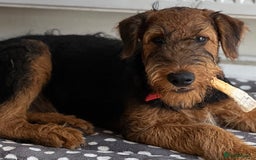Airedale Terrier dogs for sale: Just 2 KC Registered Airedale Boys Available  in Kettering - Image 1