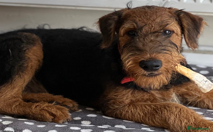 Airedale Terrier dogs in Kettering - Advert 1