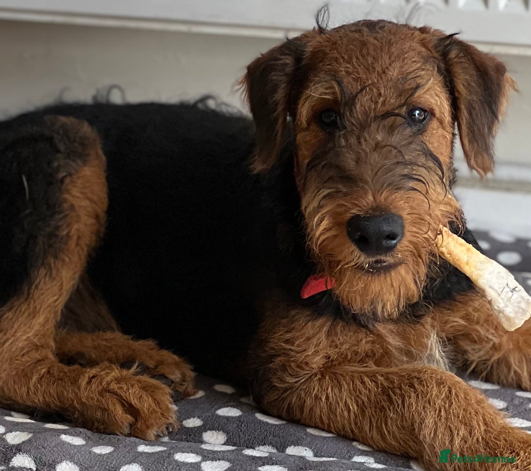 Airedale Terrier dogs for sale: Just 2 KC Registered Airedale Boys Available  in Kettering - Image 1
