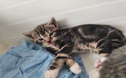 Mixed Breed cats for sale: Kittens Available to Reserve - Image 6
