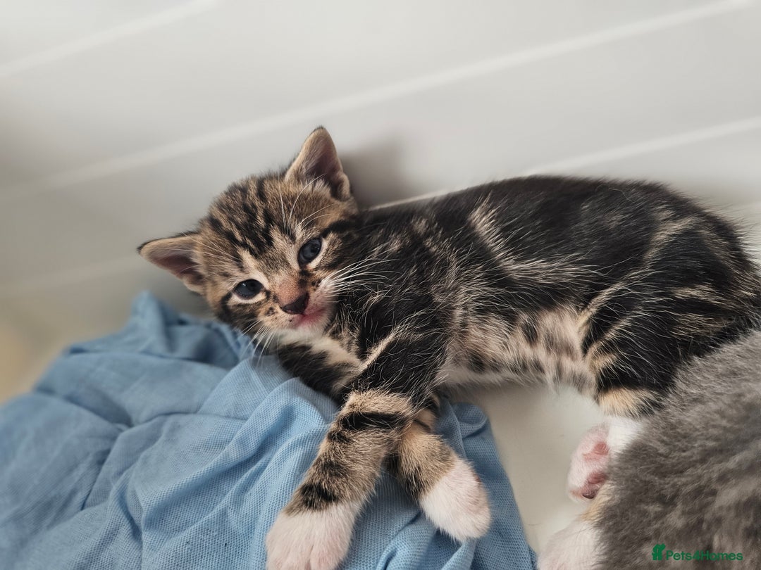 Mixed Breed cats for sale: Kittens Available to Reserve - Image 6