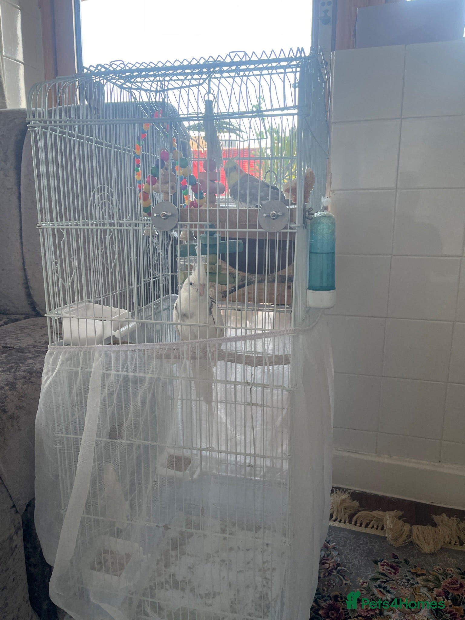 Cockatiels birds Two lovely breeding cockatiels for sale  - Advert 2