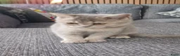 Scottish Fold cats for sale: Affectionate Lovable Scottish Babies - Advert 3