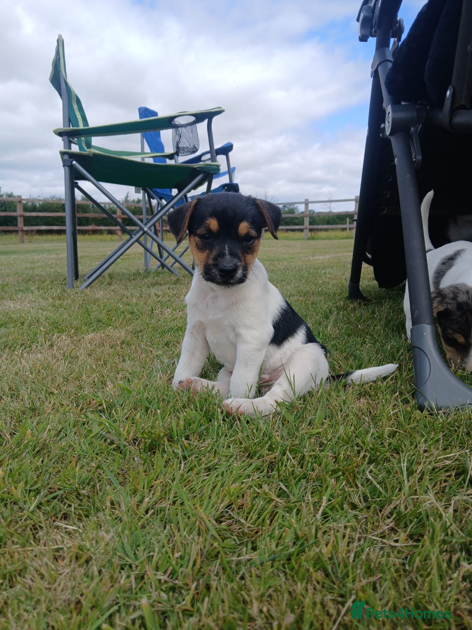 Jack Russell dogs Jack Russell Puppies  - Advert 8