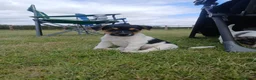 Jack Russell dogs for sale: Jack Russell Puppies  - Advert 5