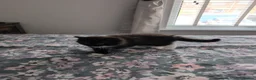 British Shorthair cats for sale: 3 British mixed breed kittens - Advert 13