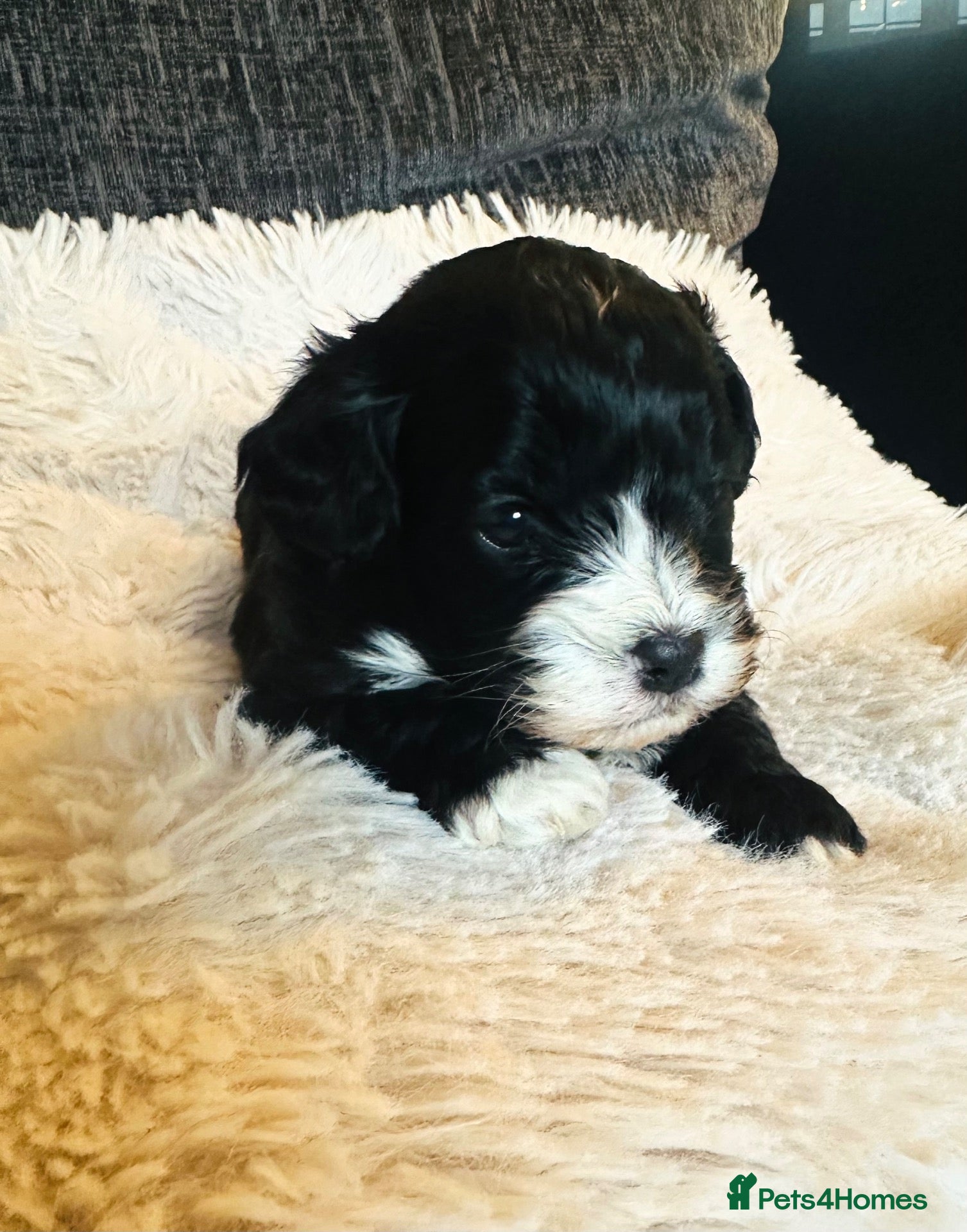 Cavapoo dogs for sale: Stunning F1 cavapoo’s only 1 left - Advert 12