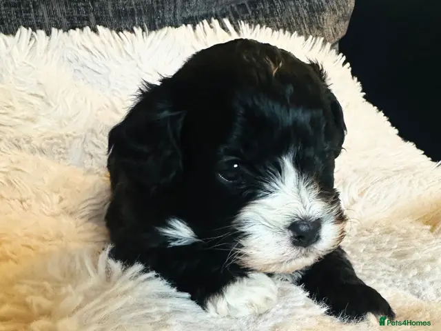 Cavapoo dogs for sale: Stunning F1 cavapoo’s only 1 left - Advert 12