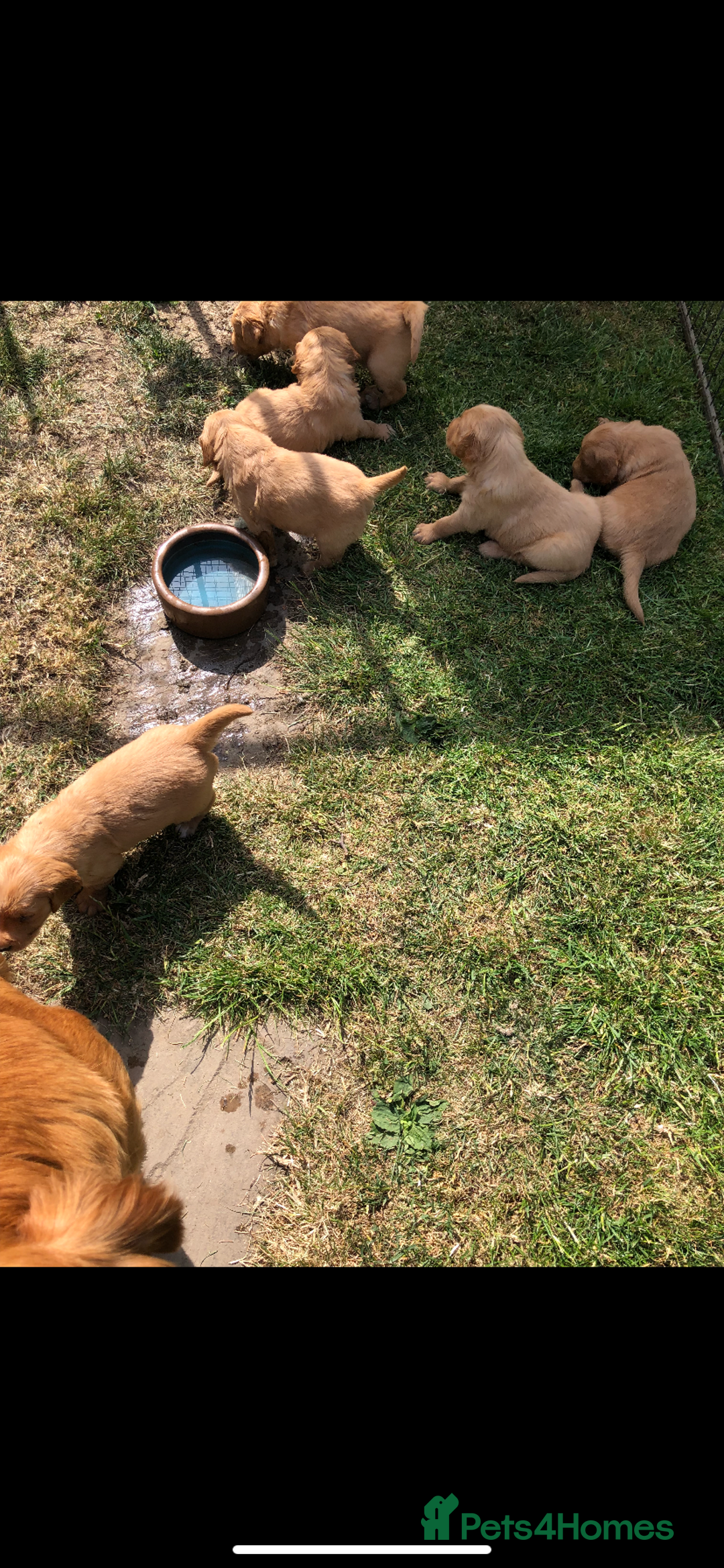 Golden Retriever dogs for sale: Beautiful Health Tested Puppies  - Image 12