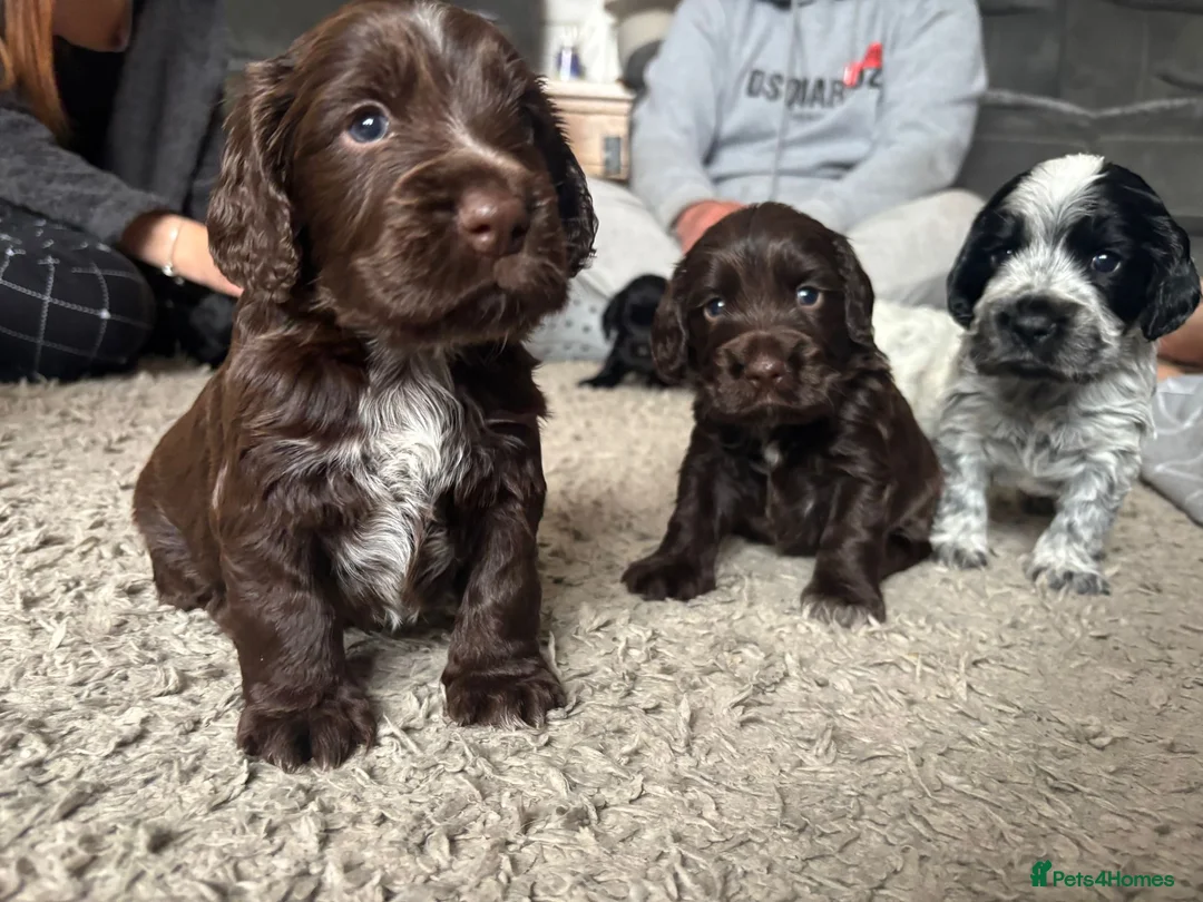 Cocker Spaniel dogs for sale: Cocker spaniel puppies  - Advert 1