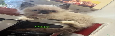 Ragdoll 1 - boy pink collar 