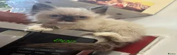 Ragdoll cats for sale: Ragdoll kittens  - Advert 2