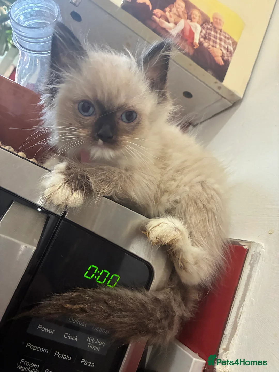 Ragdoll cats for sale: Ragdoll kittens  - Advert 2