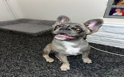 French Bulldog dogs for sale: French bulldog  - Image 22