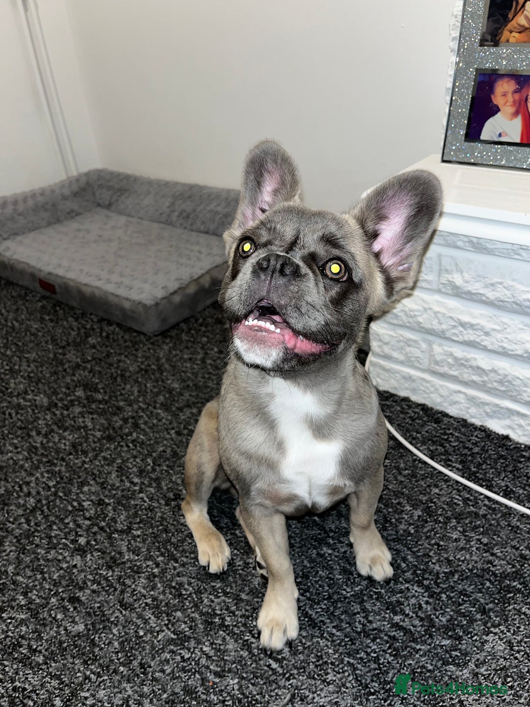 French Bulldog dogs for sale: French bulldog  - Image 22