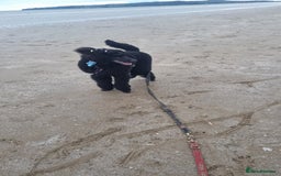 Standard Poodle dogs for sale: Exceptional Health Tested Puppies Due - Advert 7