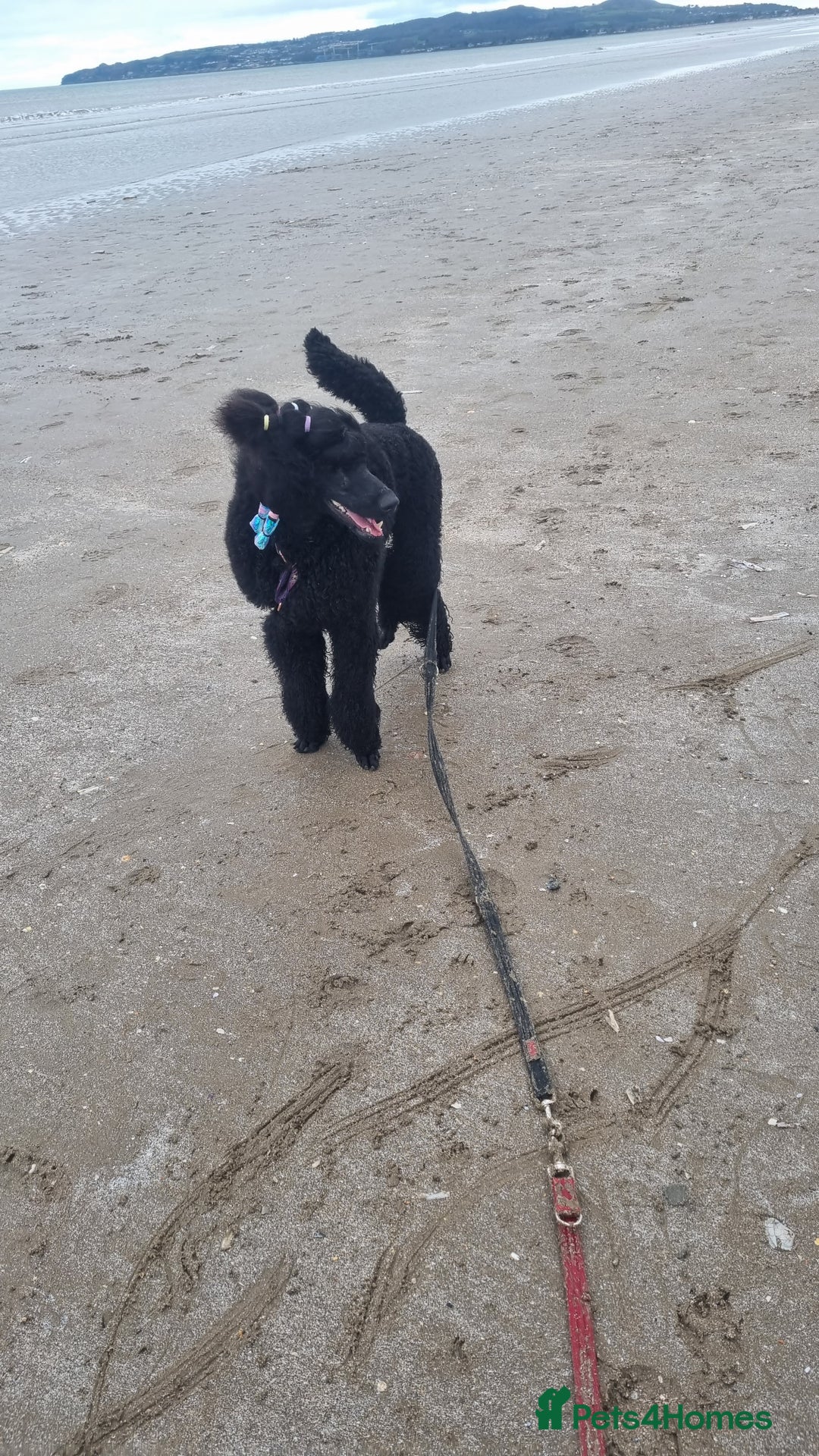 Standard Poodle dogs for sale: Exceptional Health Tested Puppies Due - Advert 7