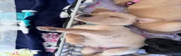 Labrador Retriever dogs for sale: Labrador puppies for sale. 1 golden boy left now. - Advert 15