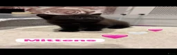 Mixed Breed cats for sale: 🩵🩷…7 stunning kittens…🩷🩵 - Advert 7
