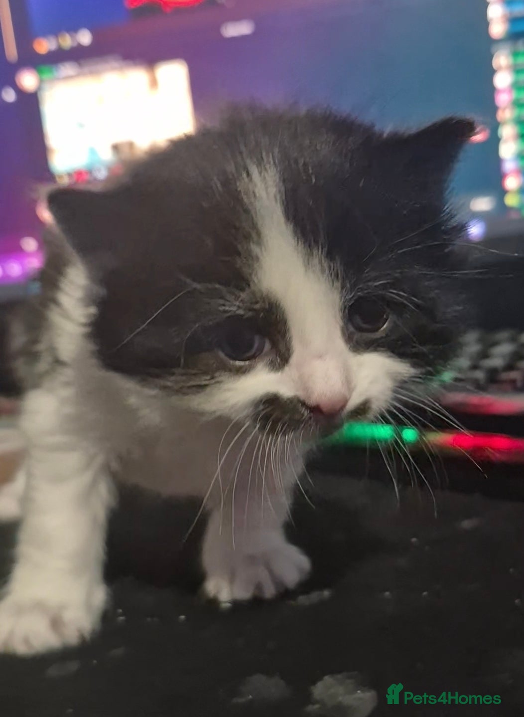 Mixed Breed cats for sale: 3 beautiful kittens - Advert 8