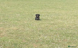 Miniature Dachshund dogs for sale: Energetic 2 year old minature dachshund  - Image 3