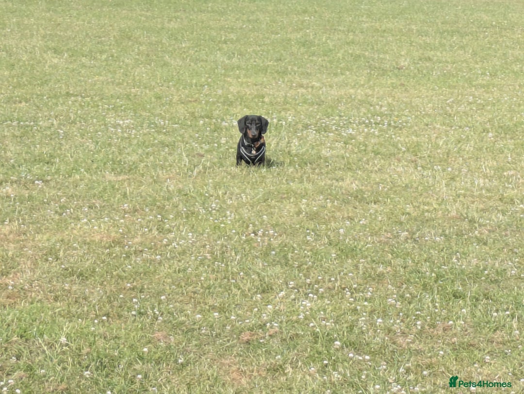 Miniature Dachshund dogs for sale: Energetic 2 year old minature dachshund  - Image 3