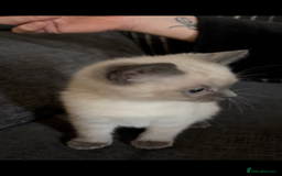 Nebelung cats for sale: Beautiful nebelung/ragdoll kittens  - Advert 2