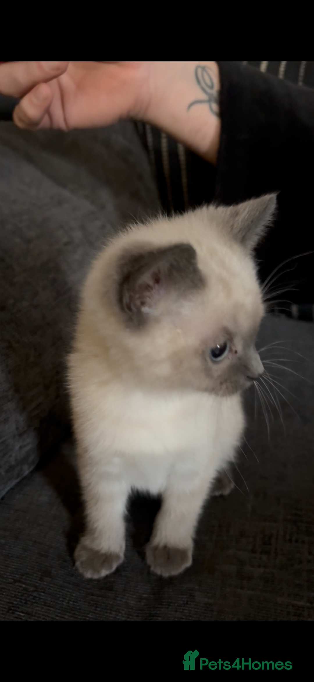 Nebelung cats for sale: Beautiful nebelung/ragdoll kittens  - Advert 2