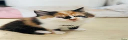 British Longhair cats for sale: Kittens - Advert 7
