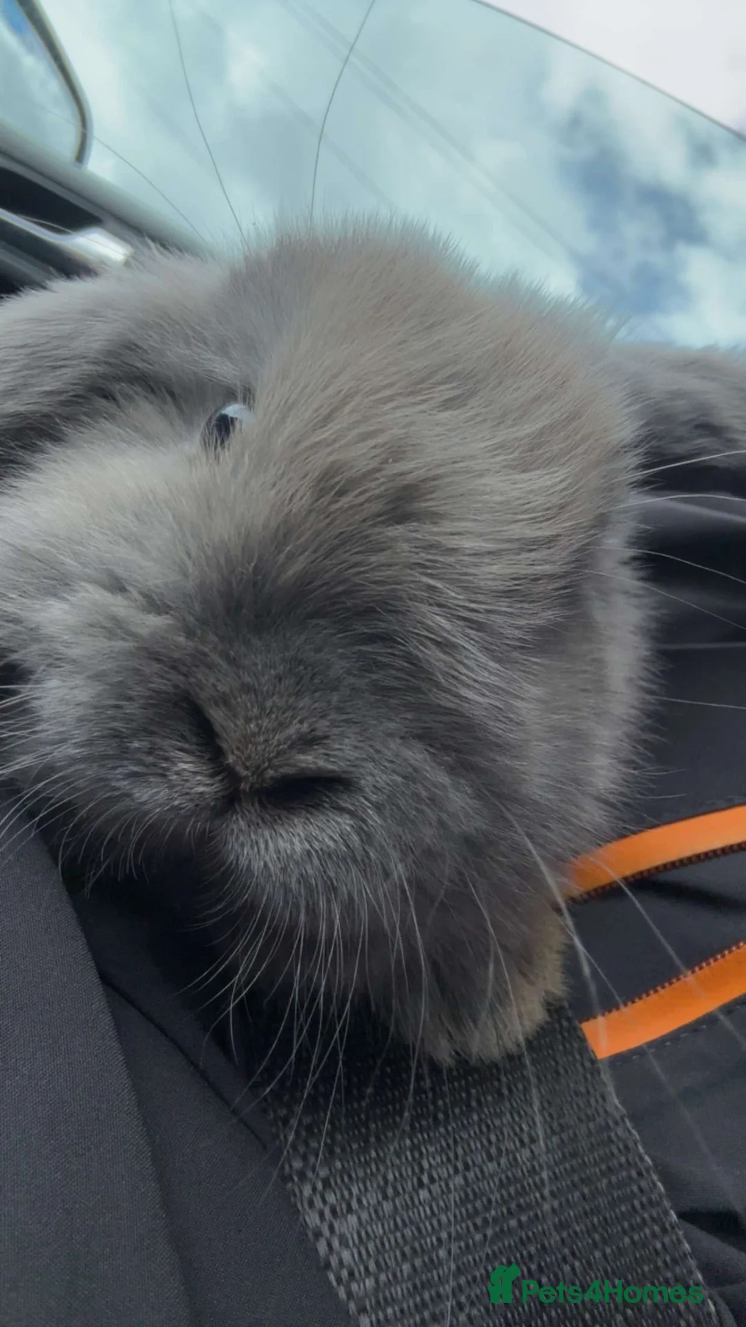 Mini Lop rabbits for sale: Mini lop in Willenhall - Advert 2
