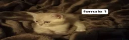 Persian cats for sale: Persian x sphynx accidental litter - Advert 19