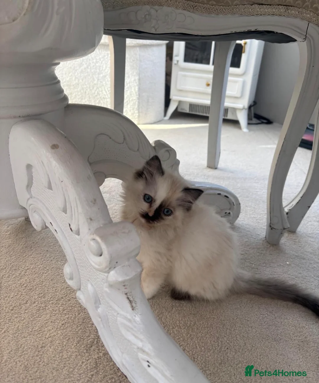 Ragdoll cats for sale: Two Pure Ragdolls  - Advert 10
