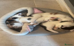 Mixed Breed cats for sale: Kittens for sale - Image 2